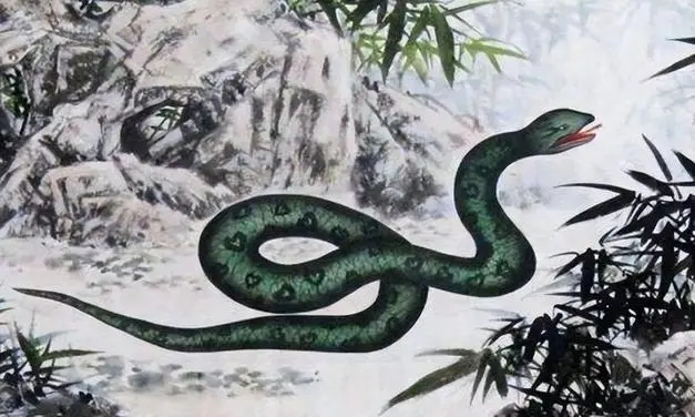 属蛇男人的魅力是什么？